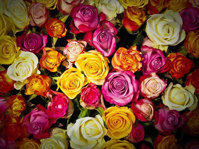 Rosas de colores, ¿qué significa cada color de ramo?