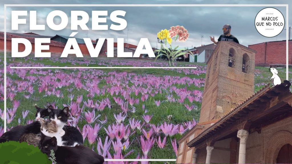 Descubre las mejores razones para vivir en Flores de Ávila: Un paraíso en la tierra