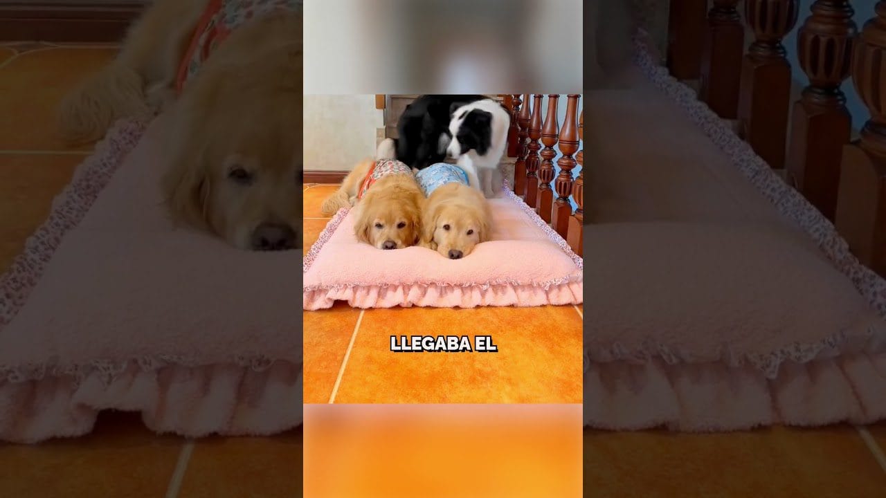 Cómo encontrar un hogar en un vecindario amigable con las mascotas