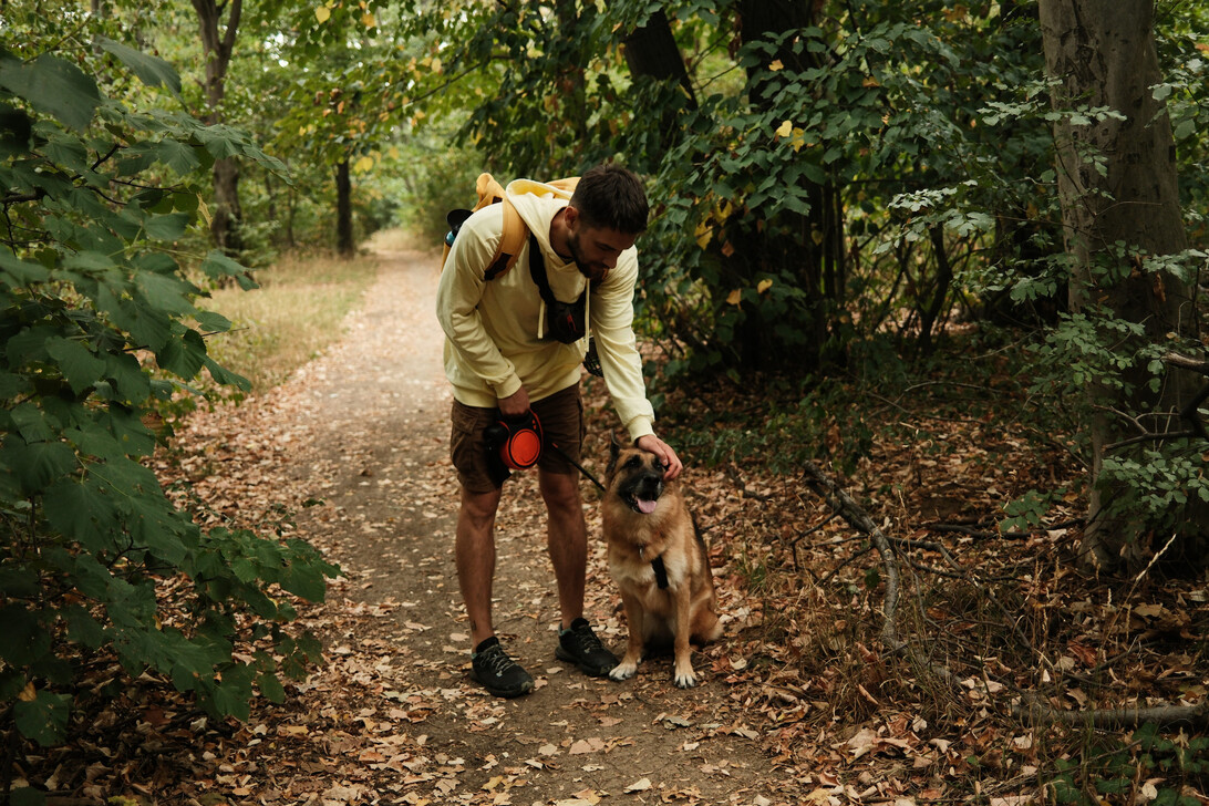 775317 Adiestrador canino - Diario a pie de barrio Man in a light hoodie crouches on a leaf-covered forest trail to pet a seated dog wearing a harness.
