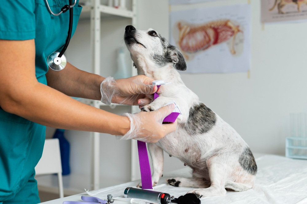 775318 - Dyrvet - Diario a pie de barrio Vet in teal scrubs bands a small dog's front leg on an examination table with a purple strap, stethoscope visible